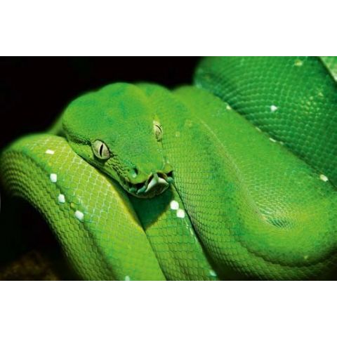 Green Snake M
