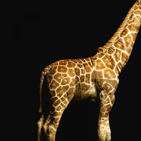 AP Digital Giraffe 035
