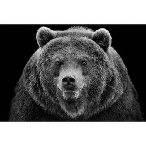 AP Digital II Angry Bear 507