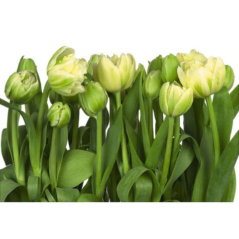Komar Tulips 