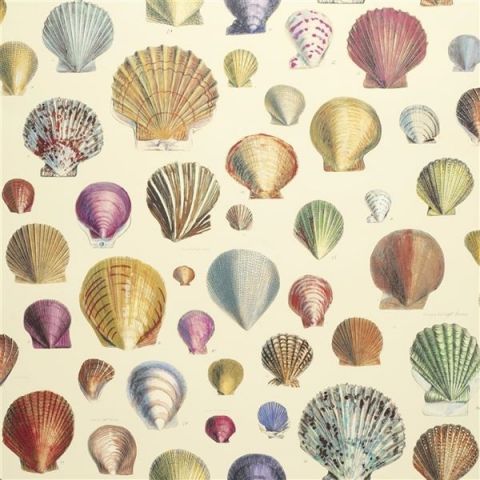 John Derian Picture Book Wallpapers - Captain Thomas Brown's Shells PJD6000/01