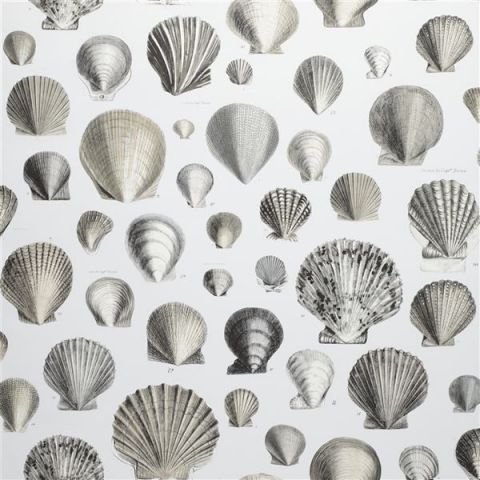 John Derian Picture Book Wallpapers - Captain Thomas Brown's Shells PJD6000/03