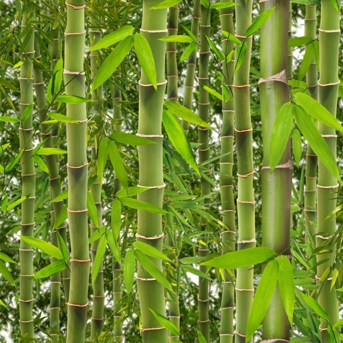 Bamboe behang Behangwebshop.nl